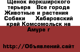 Щенок йоркширского терьера - Все города Животные и растения » Собаки   . Хабаровский край,Комсомольск-на-Амуре г.
